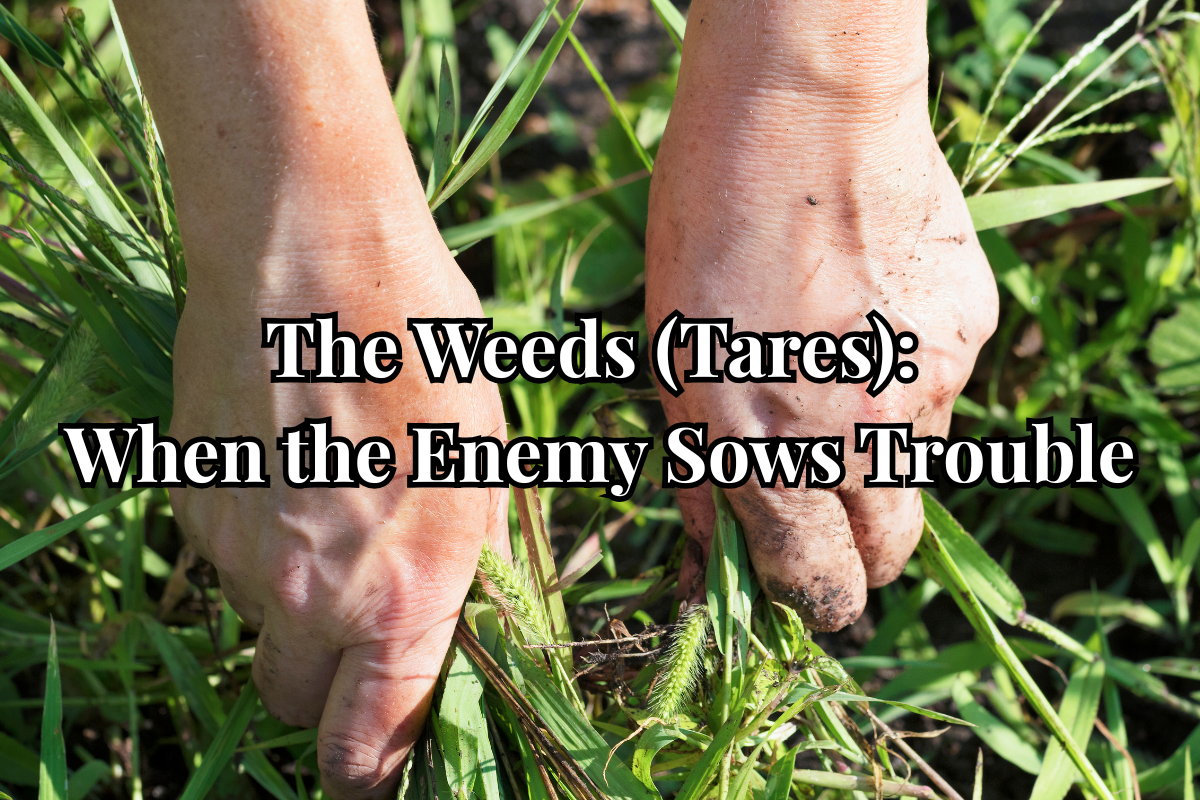 The Weeds (Tares)